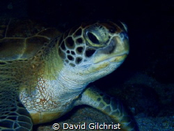 This green Sea turtle was resting under a ledge and allow... by David Gilchrist 